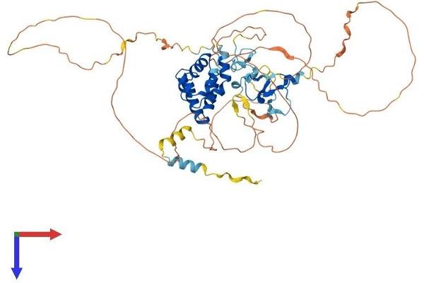 AIRE Protein (AA 1-545) (His tag)