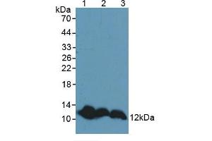 Western blot analysis of (1) Mouse Liver Tissue, (2) Mouse Brain Tissue and (3) Rat Brain Tissue. (TXN Antikörper  (AA 1-105))