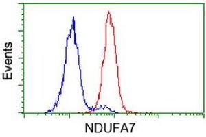 Image no. 2 for anti-NADH Dehydrogenase (Ubiquinone) 1 alpha Subcomplex, 7, 14.5kDa (NDUFA7) antibody (ABIN1499662) (NDUFA7 Antikörper)