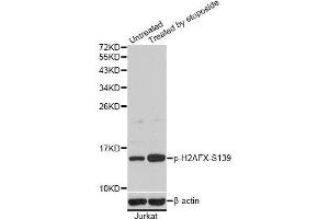 Western blot analysis of extracts of Jurkat cells, using Phospho-H2AFX-S139 antibody (ABIN5969940). (H2AFX Antikörper  (pSer139))