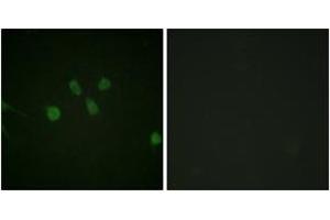 Immunofluorescence analysis of NIH-3T3 cells, using MAD1 (Ab-428) Antibody. (PSMD14 Antikörper  (AA 394-443))
