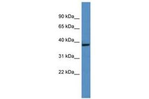 Image no. 1 for anti-Growth Hormone Inducible Transmembrane Protein (GHITM) (AA 161-210) antibody (ABIN6746279)