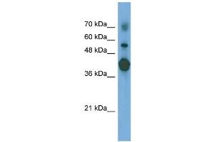 WB Suggested Anti-PTX3 Antibody Titration: 0.