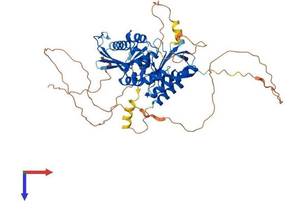 PIP5K1B Protein (AA 1-540) (His tag)