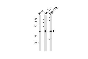 TBP Antibody (ABIN1882282 and ABIN2843355) western blot analysis in Hela,HepG2,mouse NIH/3T3 cell line lysates (35 μg/lane).