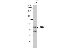 WB Image DOK2 antibody [N1C1] detects DOK2 protein by western blot analysis. (DOK2 Antikörper)