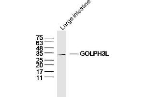 Mouse large intestine lysates probed with GOLPH3L Polyclonal Antibody, Unconjugated  at 1:300 dilution and 4˚C overnight incubation. (GOLPH3L Antikörper  (AA 61-160))