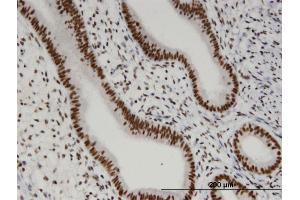 Immunoperoxidase of monoclonal antibody to OTUD7B on formalin-fixed paraffin-embedded human endometrium. (OTUD7B Antikörper  (AA 759-858))