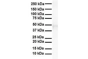 WB Suggested Anti-TEAD3 antibody Titration: 1 ug/mL Sample Type: Human heart (TEAD3 Antikörper  (Middle Region))