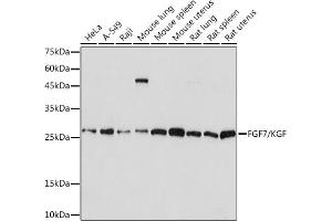 Western blot analysis of extracts of various cell lines, using FGF7/FGF7/KGF Rabbit mAb (ABIN7267189) at 1:1000 dilution. (FGF7 Antikörper)