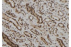 ABIN6273108 at 1/100 staining Human kidney tissue by IHC-P. (DBR1 Antikörper)