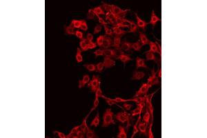 ABIN6267342 staining NIH-3T3 by IF/ICC. (c-MET Antikörper  (pTyr1349))