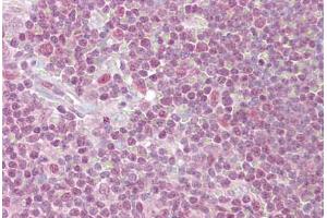 Anti-PPP1R8 antibody IHC staining of human thymus. (PPP1R8 Antikörper  (AA 338-351))