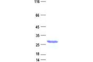 Validation with Western Blot (C8ORF37 Protein (His tag))