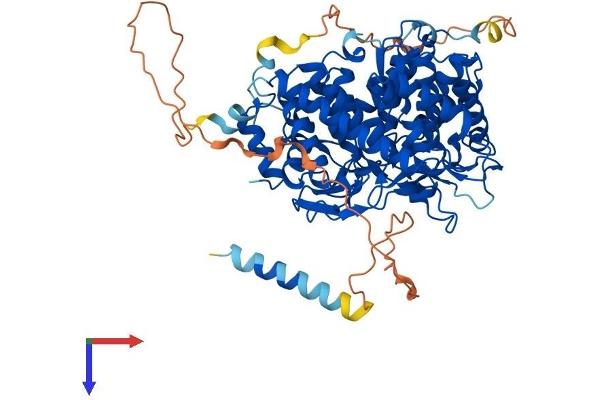 EDEM1 Protein (AA 1-657) (His tag)