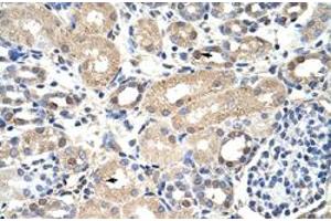 Immunohistochemical staining (Formalin-fixed paraffin-embedded sections) of human kidney with EXOSC7 polyclonal antibody  at 4-8 ug/mL working concentration. (EXOSC7 Antikörper  (N-Term))