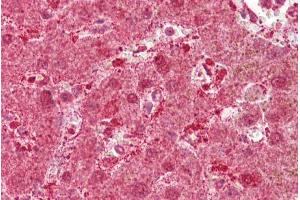 Immunohistochemistry with Liver tissue at an antibody concentration of 5µg/ml using anti-MST1 antibody (ARP45724_P050) (MST1 Antikörper  (Middle Region))
