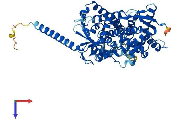 CYP4F11 Protein (AA 1-524) (His tag)