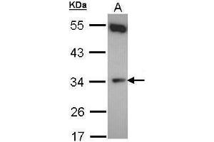 WB Image Sample (30 ug of whole cell lysate) A: Hela 10% SDS PAGE antibody diluted at 1:500 (CYB5R1 Antikörper)