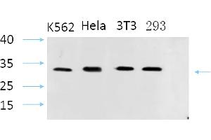 Western Blot analysis of K562(1), Hela(2), 3T3(3), 293(4), diluted at 1:1000. (STS Antikörper  (AA 10-90))