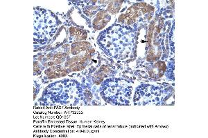 Rabbit Anti-PAX7 Antibody  Paraffin Embedded Tissue: Human Kidney Cellular Data: Epithelial cells of renal tubule Antibody Concentration: 4. (PAX7 Antikörper  (N-Term))