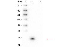 Western Blot of Mouse anti-GSTM1 Monoclonal Antibody. (GSTM1 Antikörper  (GST tag))