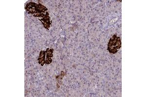 Immunohistochemical staining (Formalin-fixed paraffin-embedded sections) of human pancreas with SLAMF6 polyclonal antibody  shows strong cytoplasmic positivity in islets of Langerhans. (SLAMF6 Antikörper  (AA 40-115))