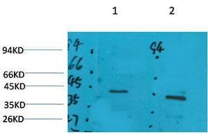 Western Blot (WB) analysis of 1) Rat Brain Tissue, 2)Mouse Brain Tissue with GALR2 Rabbit Polyclonal Antibody diluted at 1:2000. (GALR2 Antikörper)