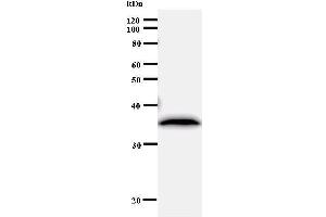 Western Blotting (WB) image for anti-Ribosome Production Factor 2 Homolog (RPF2) antibody (ABIN930978) (RPF2 Antikörper)
