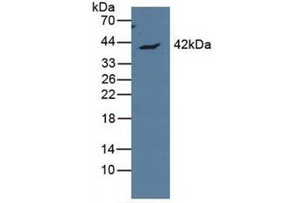 APOL1 抗体  (AA 1-238)