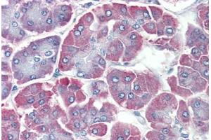 Human Pancreas: Formalin-Fixed, Paraffin-Embedded (FFPE) (BACE2 Antikörper  (C-Term))
