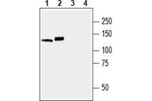 Western blot analysis of mouse (lanes 1 and 3) and rat (lanes 2 and 4) brain membranes: - 1,2. (ATP2A3 Antikörper  (C-Term, Cytosolic))