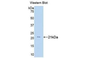 Western Blotting (WB) image for anti-Tumor Necrosis Factor alpha (TNF alpha) (AA 80-235) antibody (ABIN3209214) (TNF alpha Antikörper  (AA 80-235))
