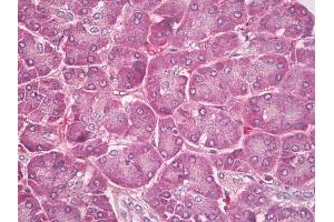 Anti-PLTP antibody IHC of human pancreas. (PLTP Antikörper  (C-Term))