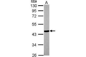 WB Image Sample (30 ug of whole cell lysate) A: NIH-3T3 10% SDS PAGE antibody diluted at 1:3000 (TTLL1 Antikörper)