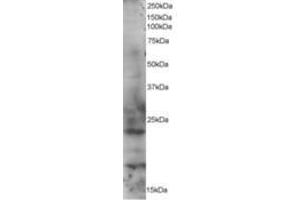Image no. 1 for anti-RAB2A, Member RAS Oncogene Family (RAB2A) (AA 198-212) antibody (ABIN292121) (RAB2A Antikörper  (AA 198-212))