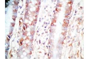 Human colon tissue was stained by Rabbit Anti-CCK (26-33)  (Human,Rat) Antibody (Cholecystokinin Antikörper  (non-sulfated))