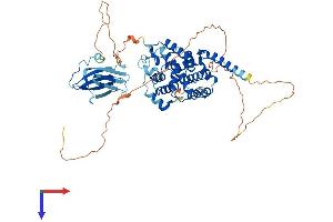 SHQ1 Protein (AA 1-569) (His tag)