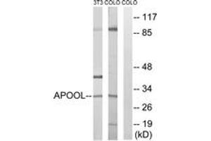 Western blot analysis of extracts from COLO/NIH-3T3 cells, using APOOL Antibody.
