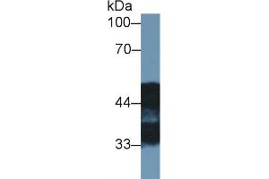 Western blot analysis of Rat Cerebrum lysate, using Rat NDRG2 Antibody (1 µg/ml) and HRP-conjugated Goat Anti-Rabbit antibody ( (NDRG2 Antikörper  (AA 2-300))
