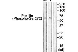 Western blot analysis of extracts from HeLa and JK, using Paxillin++. (Paxillin Antikörper  (pSer272))