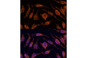 Immunofluorescence analysis of L929 cells using IPO4 antibody  at dilution of 1:100. (Importin 4 Antikörper  (AA 728-1081))