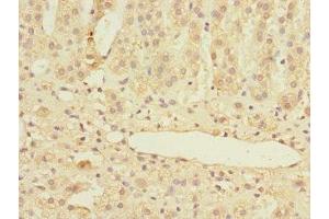 Immunohistochemistry of paraffin-embedded human adrenal gland tissue using ABIN7159008 at dilution of 1:100 (MARCKSL1 Antikörper  (AA 1-195))