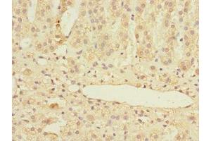 Immunohistochemistry of paraffin-embedded human adrenal gland tissue using ABIN7159008 at dilution of 1:100