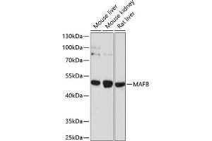 Western blot analysis of extracts of various cell lines, using MAFB antibody (ABIN6132777, ABIN6143429, ABIN6143430 and ABIN6214203) at 1:1000 dilution. (MAFB Antikörper  (AA 184-323))