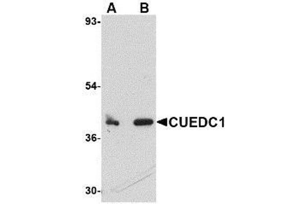 CUEDC1 抗体  (C-Term)