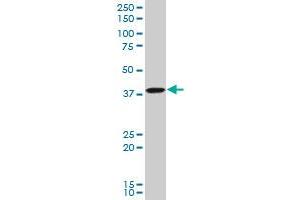 TFAP4 polyclonal antibody (A01), Lot # 051005JC01 Western Blot analysis of TFAP4 expression in Hela S3 NE .