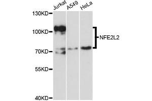 Western blot analysis of extracts of various cell lines, using NFE2L2 antibody (ABIN5970586) at 1/1000 dilution. (NRF2 Antikörper)