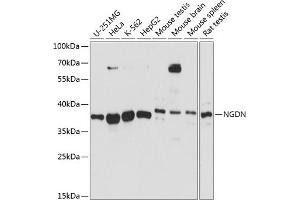 Western blot analysis of extracts of various cell lines, using NGDN antibody (ABIN7268872) at 1:3000 dilution. (NGDN Antikörper  (AA 61-209))