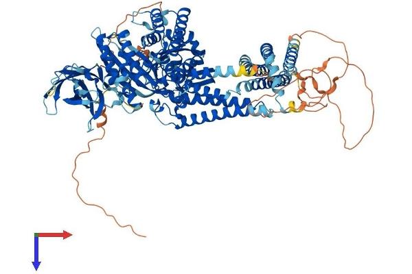INPP4A Protein (AA 1-977) (His tag)